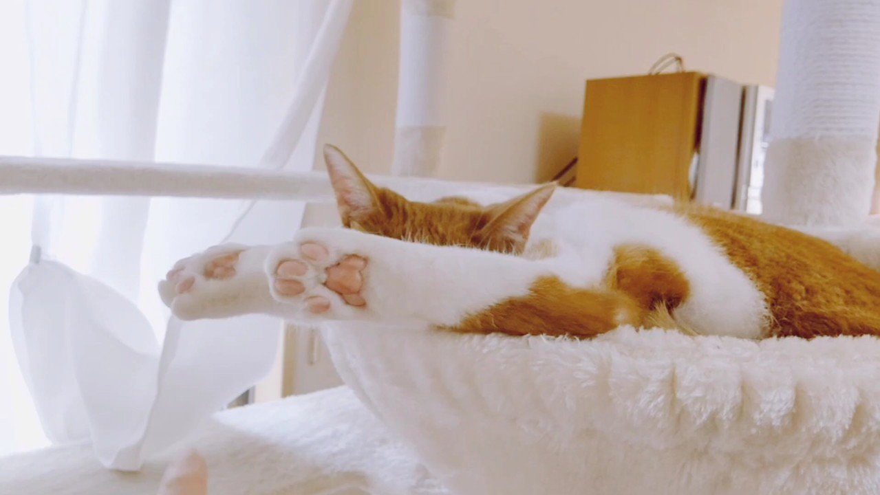 ハンモック