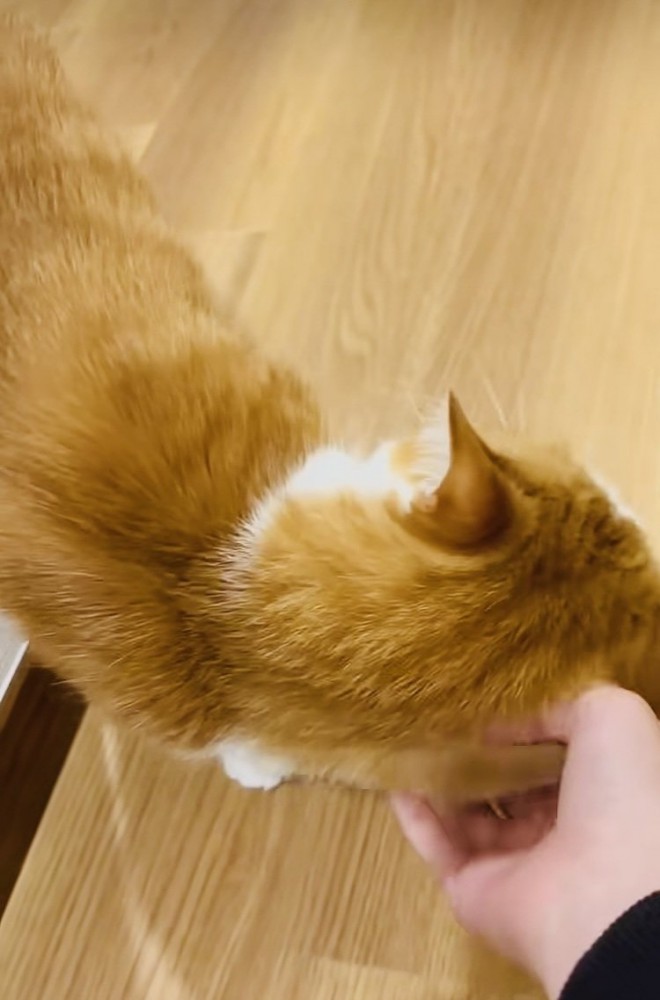 友達を出迎える茶白猫