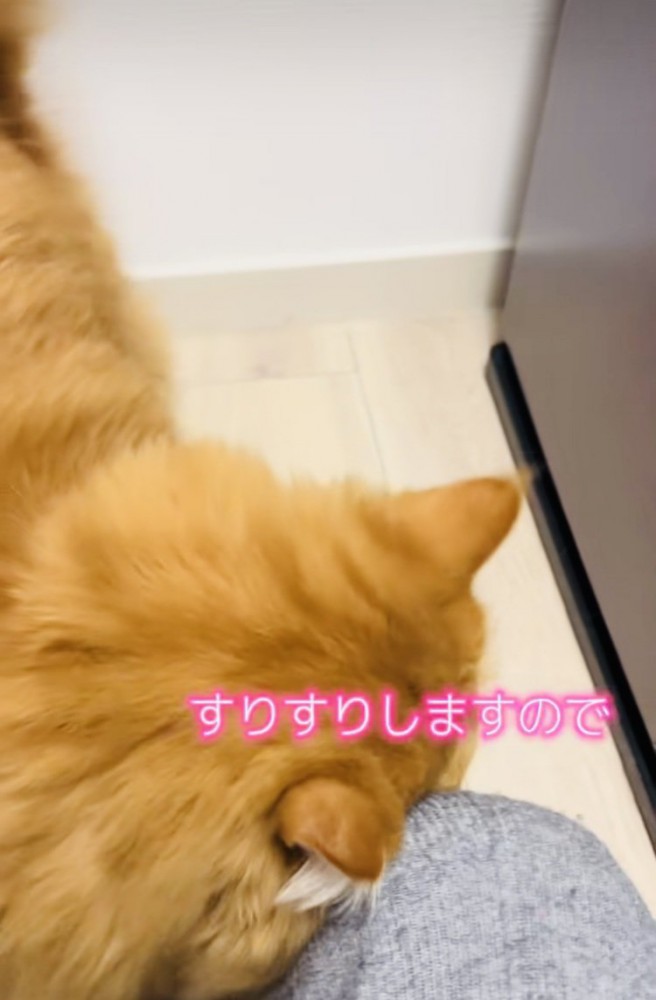 ママの足にスリスリするサイベリアン