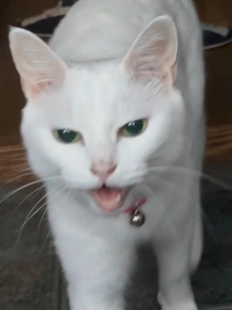 鳴く猫の顔