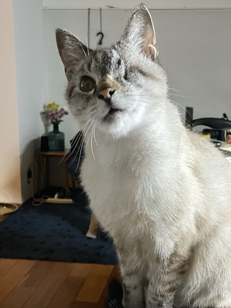 小首をかしげて座る猫