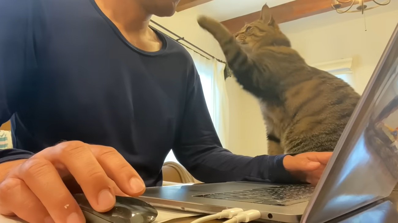 パソコンをしたい飼い主と手をのばしている猫