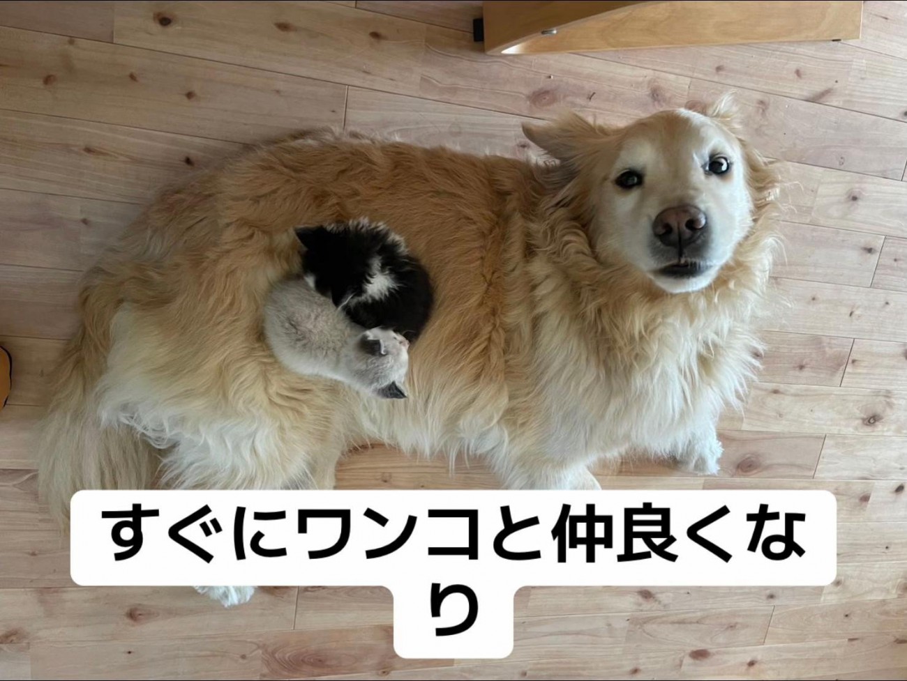犬の上で丸くなる子猫たち