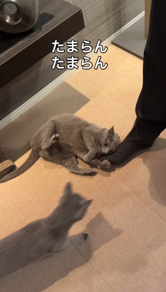 男性の近くへ歩いてくる猫