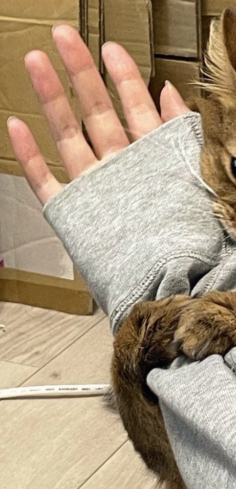 猫に腕を抱きしめられる飼い主