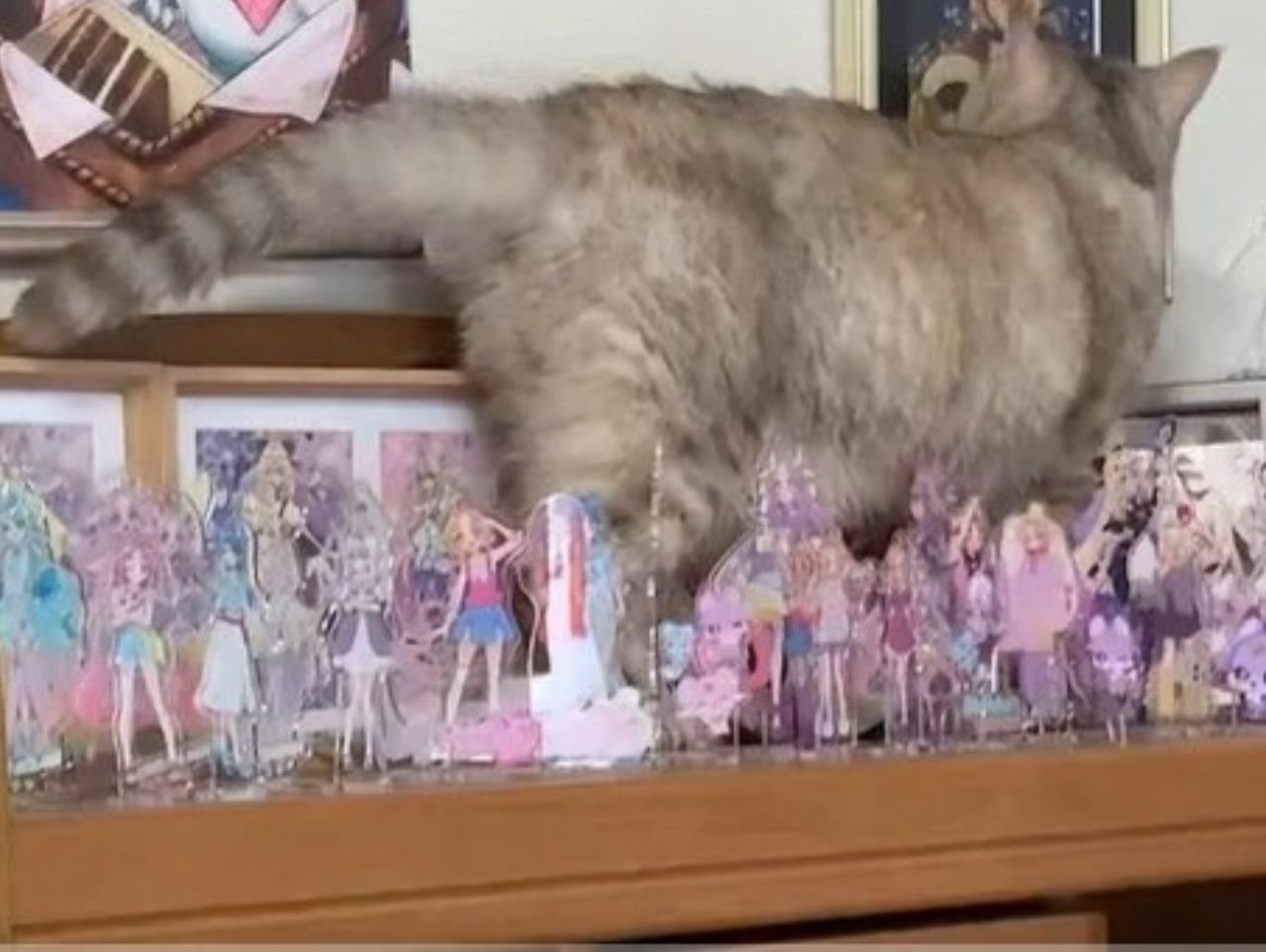 アクリルスタンドが並ぶ棚の上にいる猫の後ろ姿