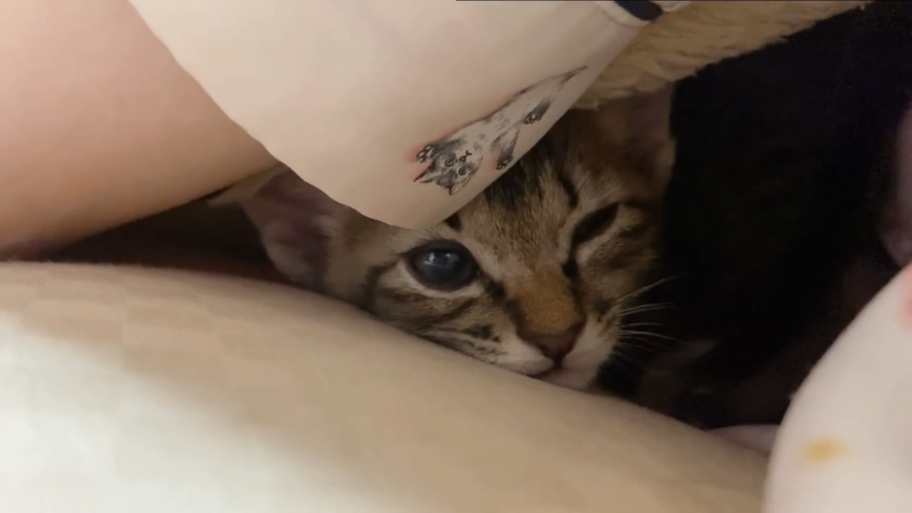 毛布の中にいる子猫