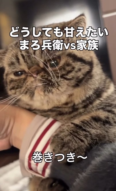 飼い主の腕にだきつくブラウンクラシックタビー