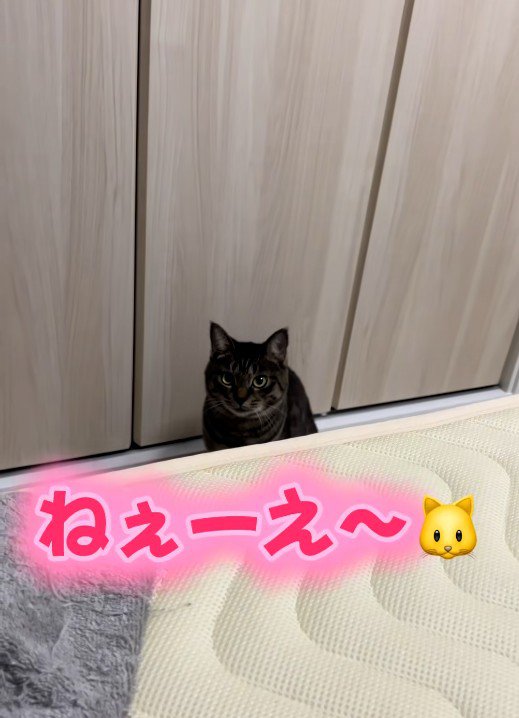 鳴いている猫