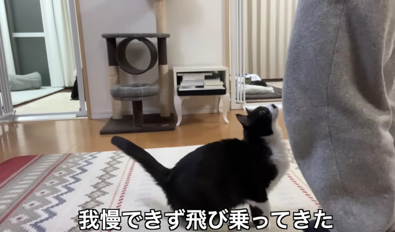 飼い主さんに飛び乗ろうとするくろまめさん
