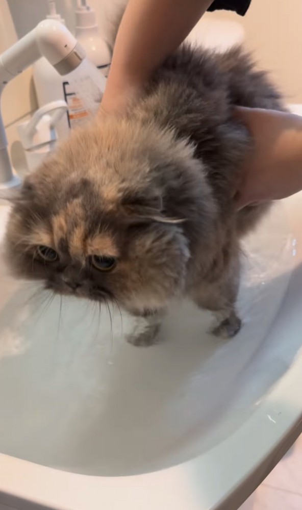 洗面台に入る猫