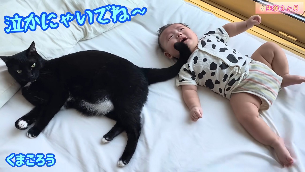 赤ちゃんをあやす猫