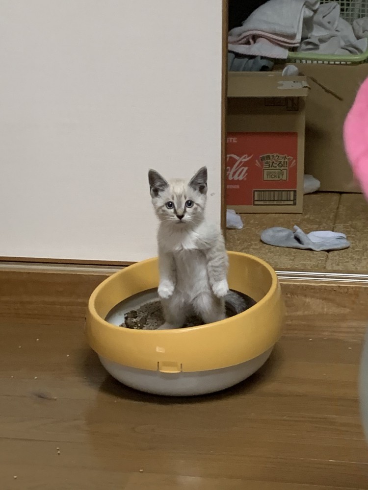 立っている子猫