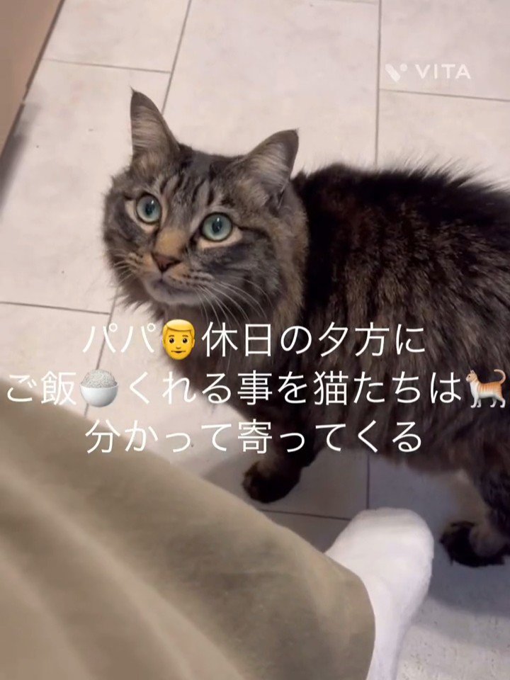 人の足元にいる猫
