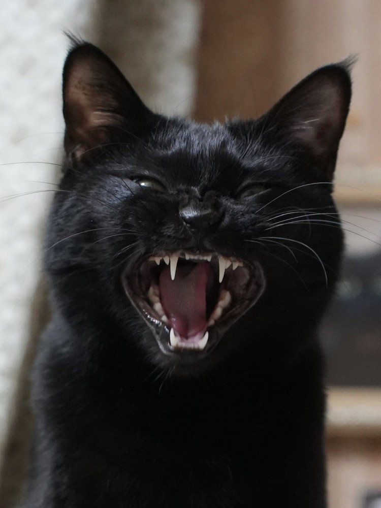 大口を開けている黒猫