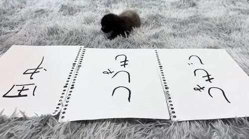 田中と書かれた紙を見つめている子猫（体真っ直ぐ）