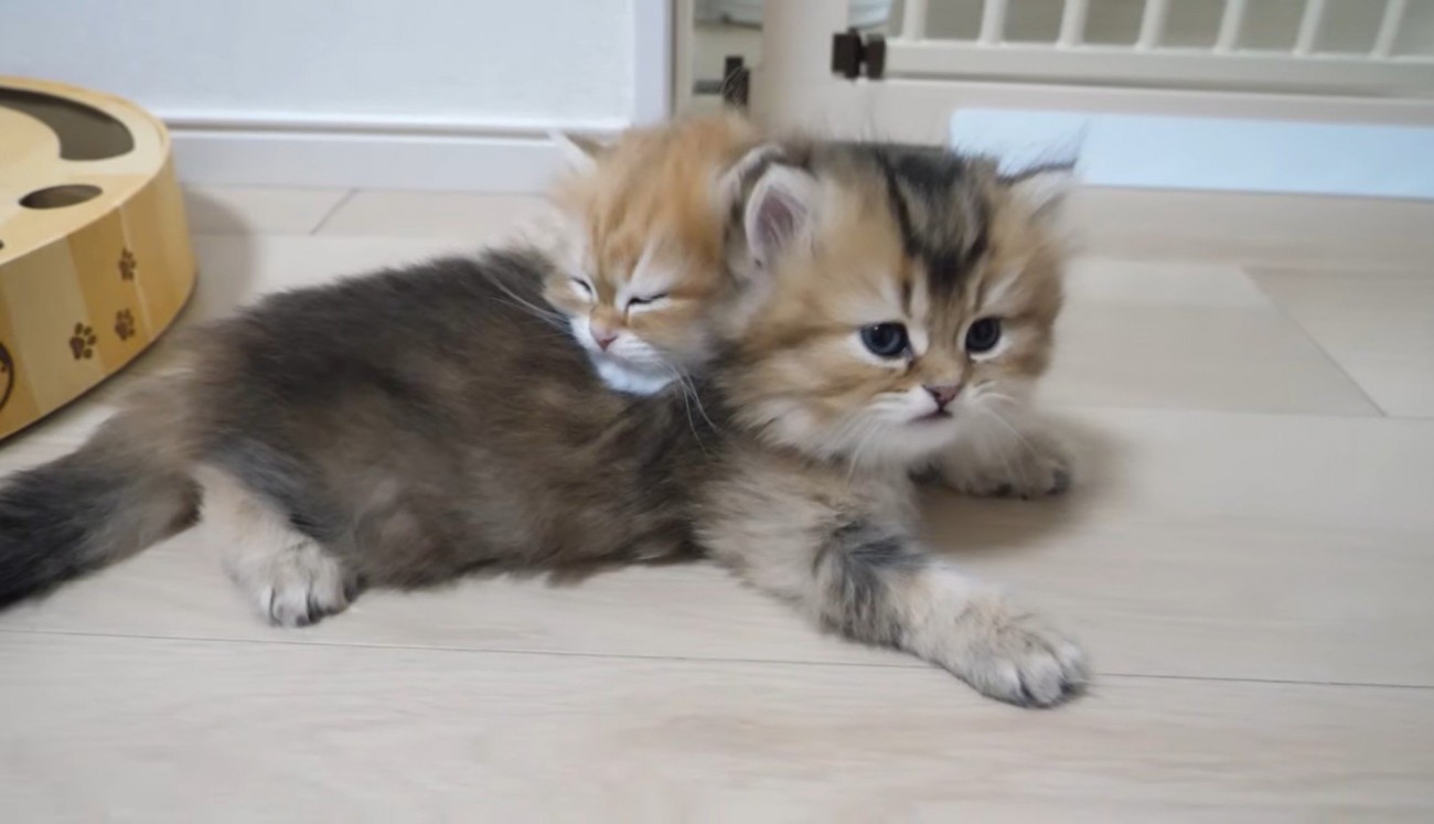 寝てる猫と起きた猫