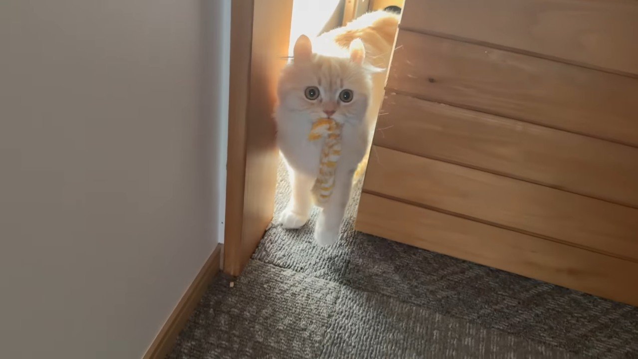 猫じゃらしを咥えるさつきちゃん