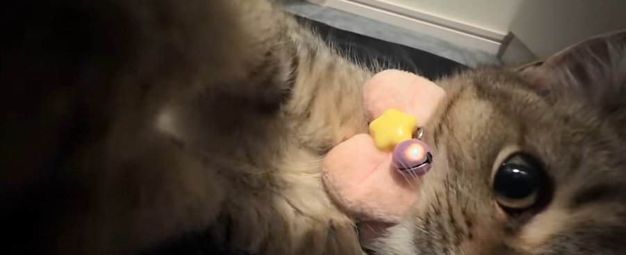 横になっている子猫