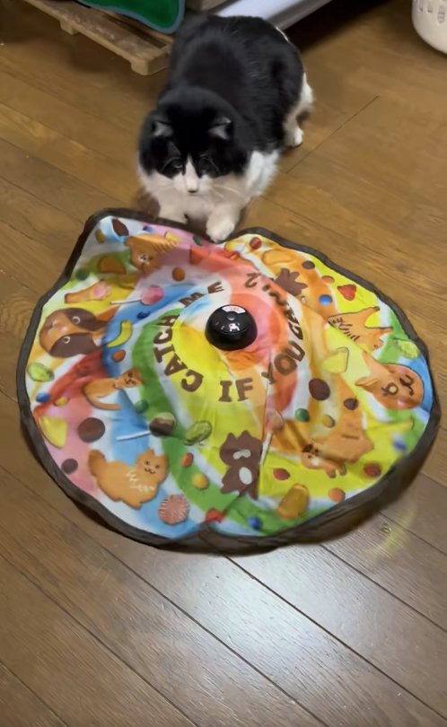 丸いマットのおもちゃで遊んでいる猫
