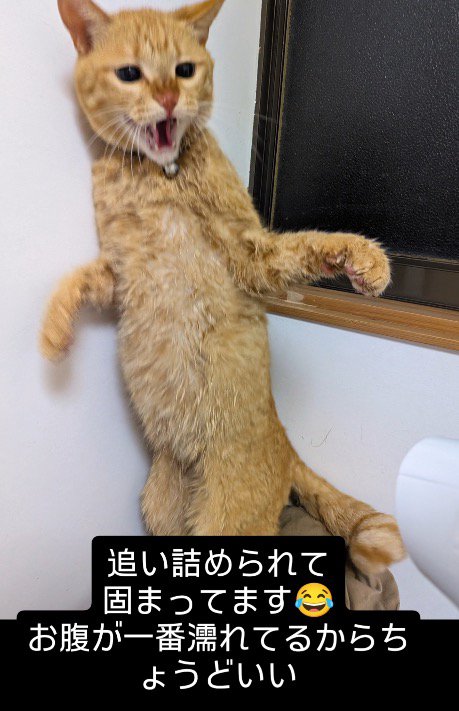 ドライヤーをかけられて後ろ足で立ち上がる猫