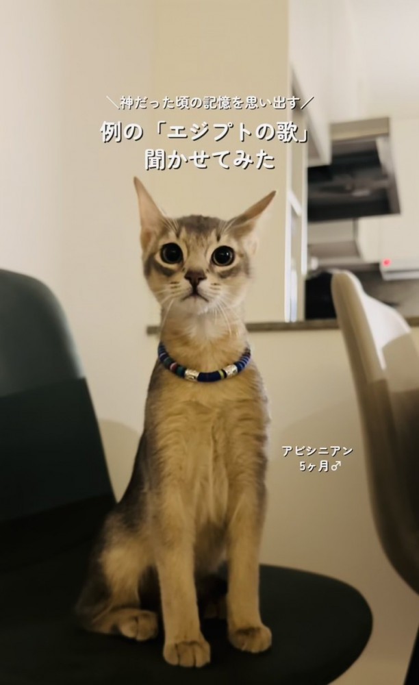 椅子の上に座るアビシニアン