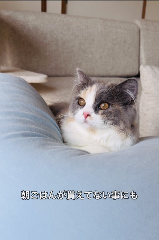 クッションでくつろぐ子猫