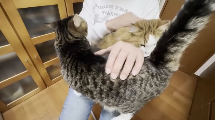 膝にのる2匹の猫