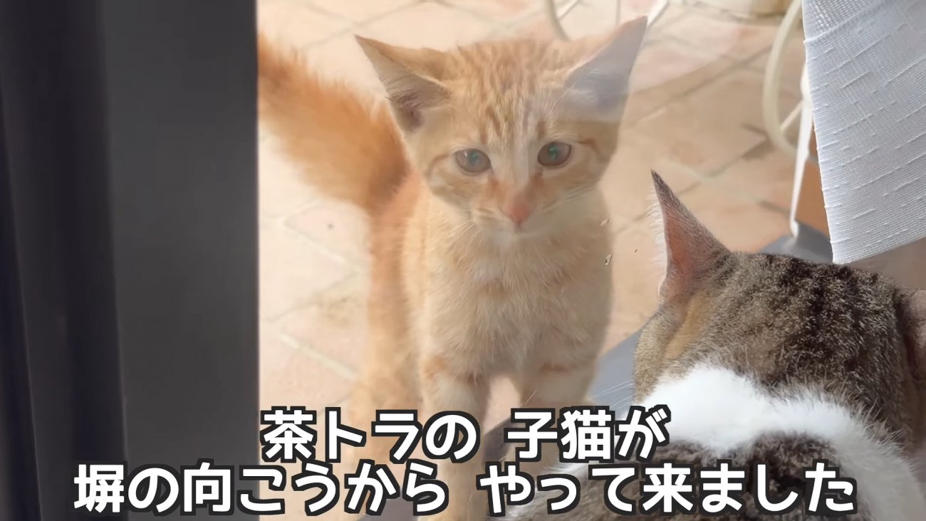 窓の外にいる子猫