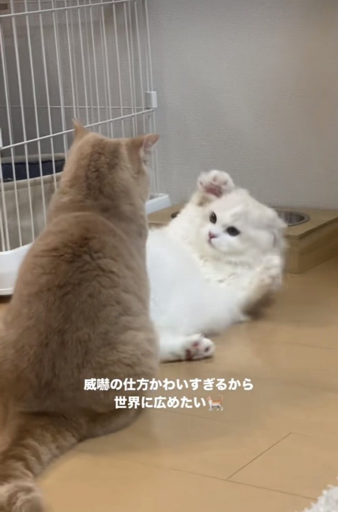 マンチカンを威嚇するミヌエット