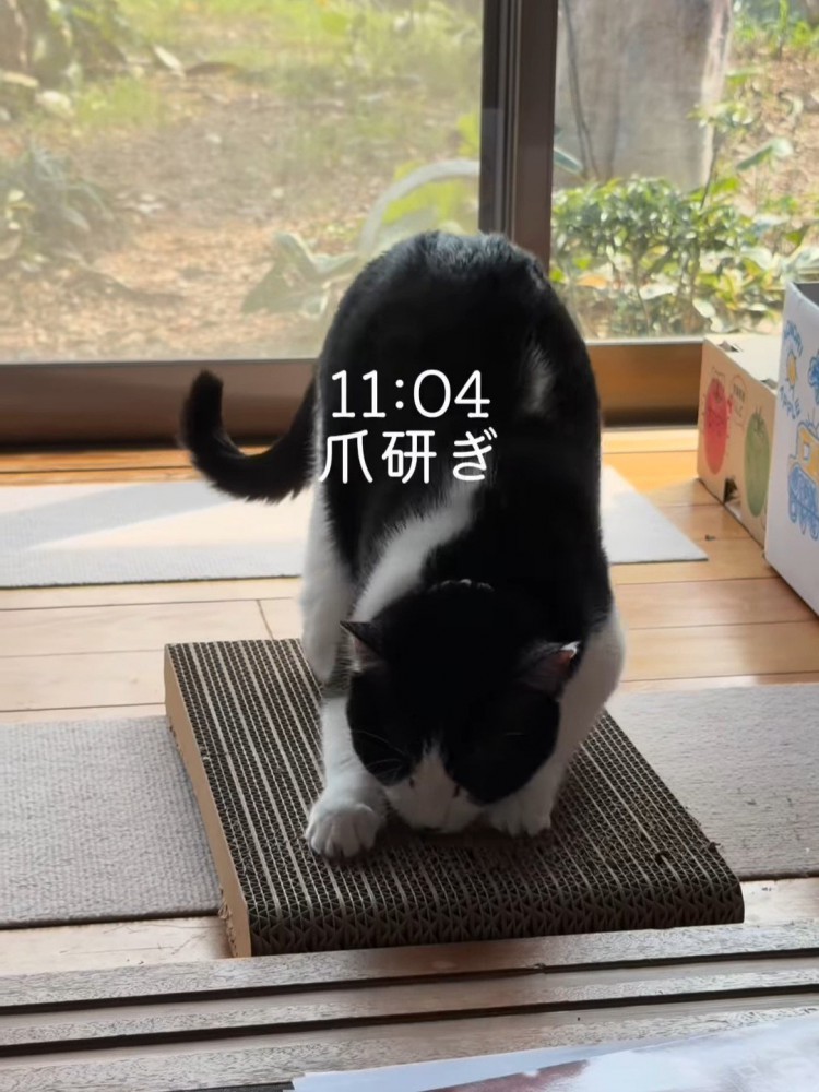 爪とぎをする猫