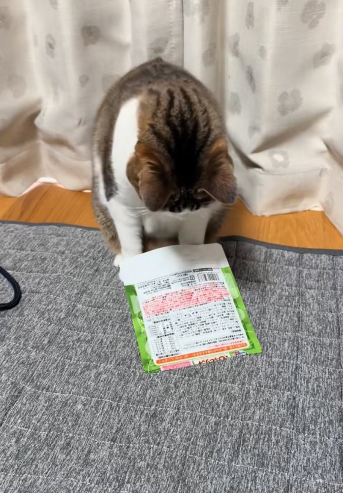 目の前に袋を置く猫