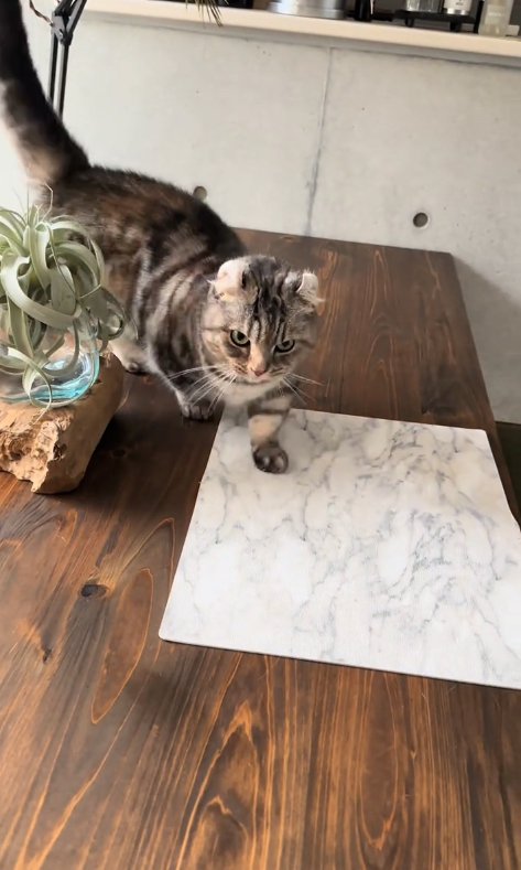 テーブル上の観葉植物の近くを歩いている猫