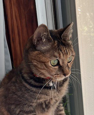 庭を見つめる猫