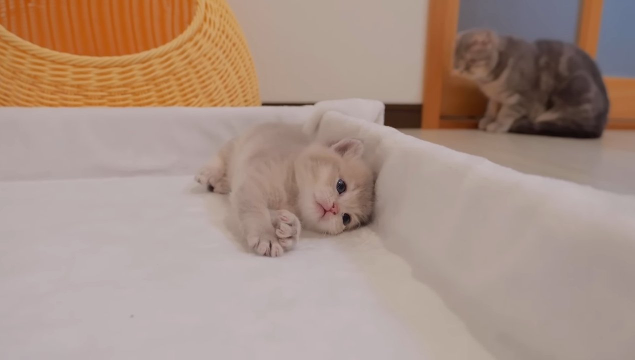 ベッドに寝転がって手を伸ばす子猫