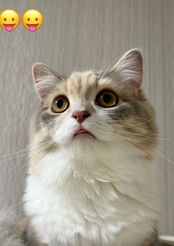 斜め上を向く猫