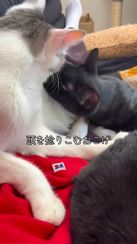 キジ白猫に顔を近づける黒猫