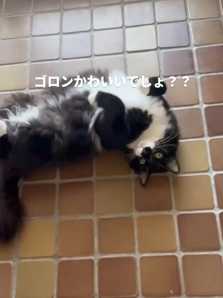 仰向けの猫