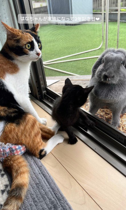 窓際の2匹の猫とうさぎ