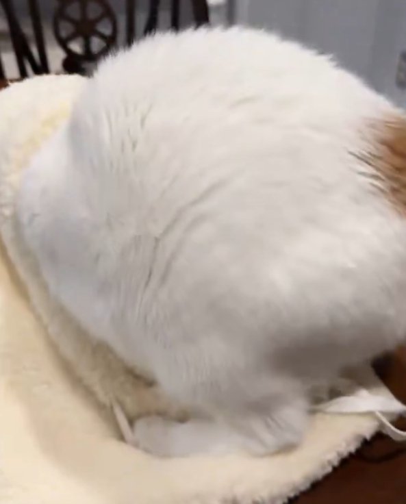 帽子に潜り込もうとする猫のお尻