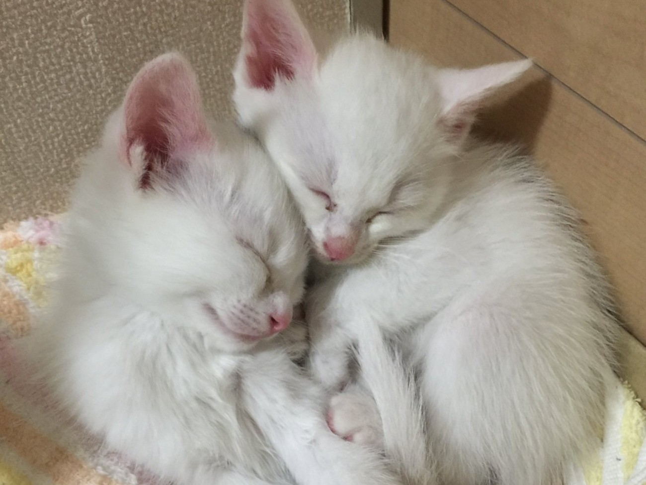 顔をくっつけて寄り添って眠る2匹の子猫（お迎え初日）