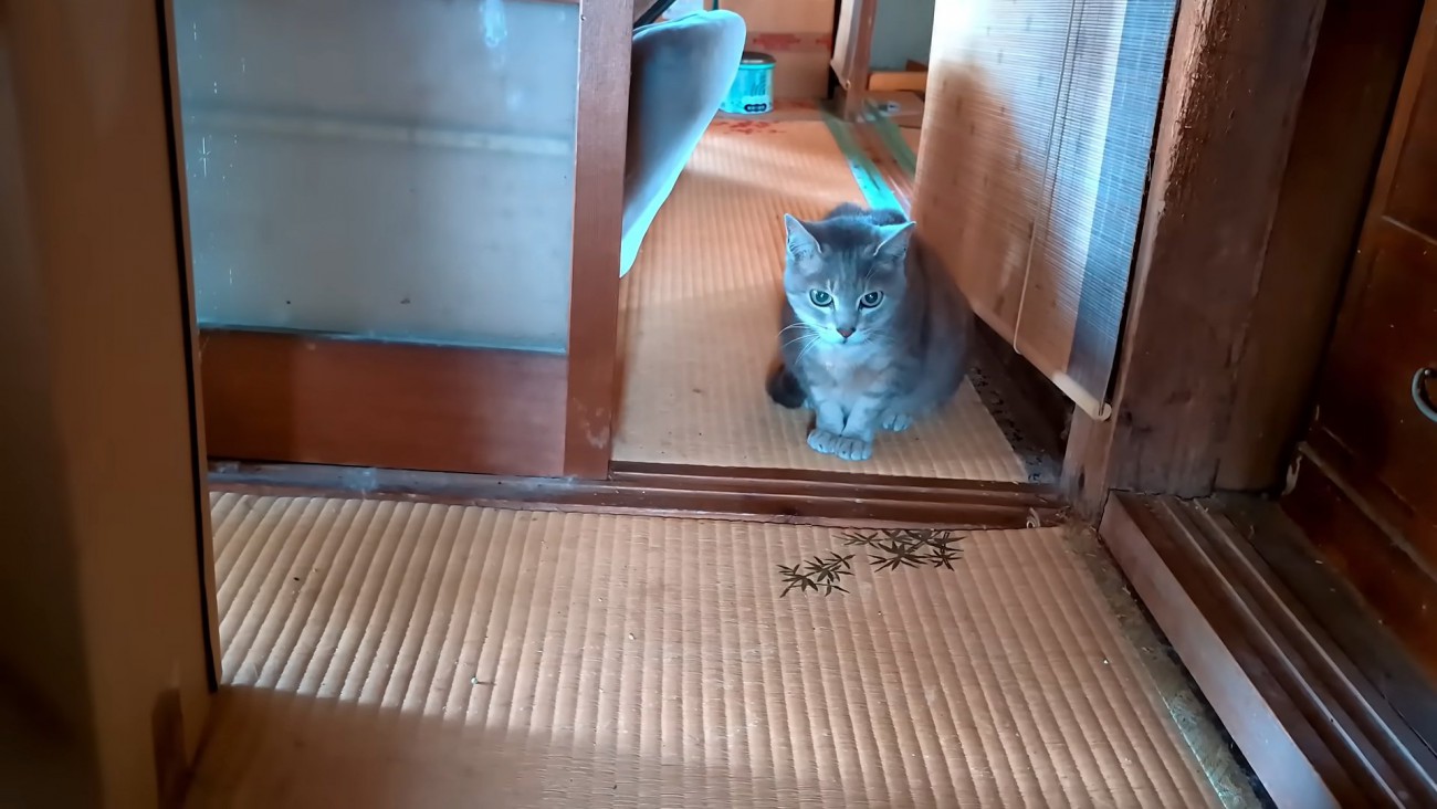 座って目を丸くする猫