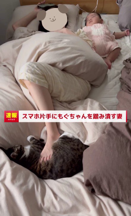 飼い主に踏まれている猫