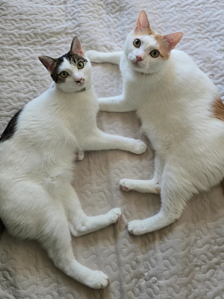 カメラ目線の2匹の猫