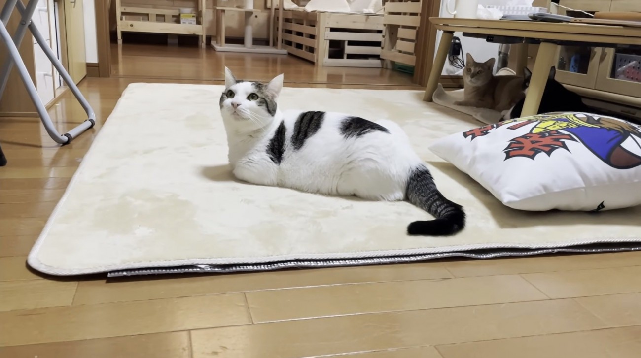 マットの上で耳を動かし、周囲の様子をうかがう豆大福くん
