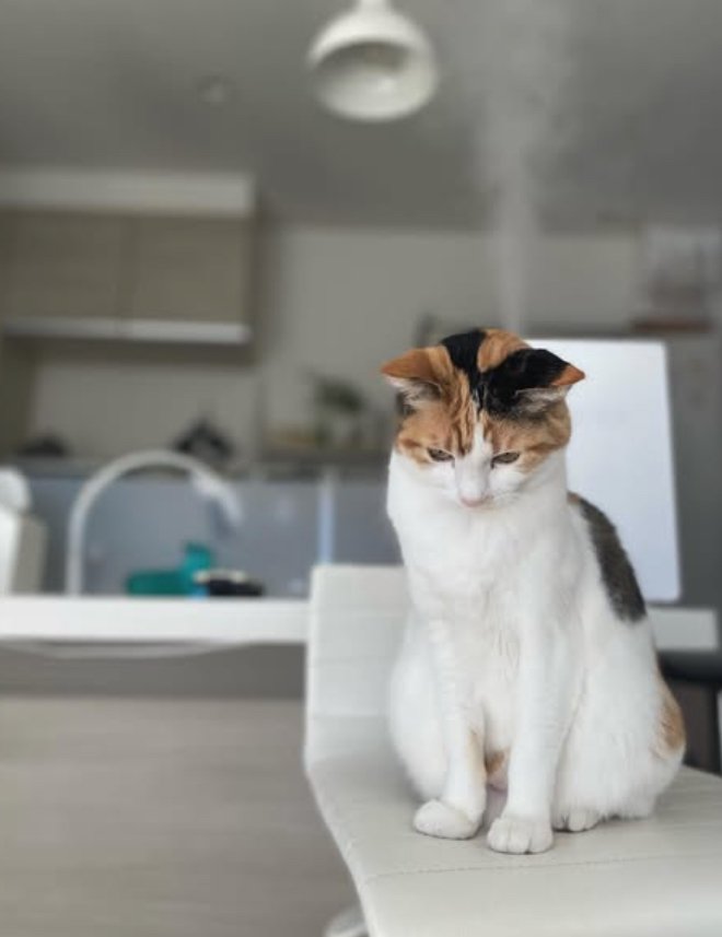 俯いてお座りをする猫（全身）