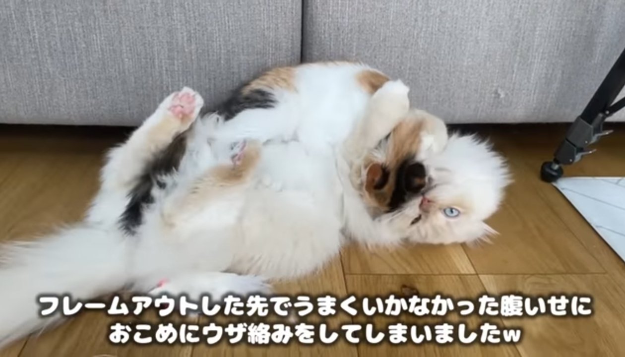 ニャンプロ