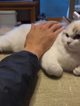 なでられる子猫