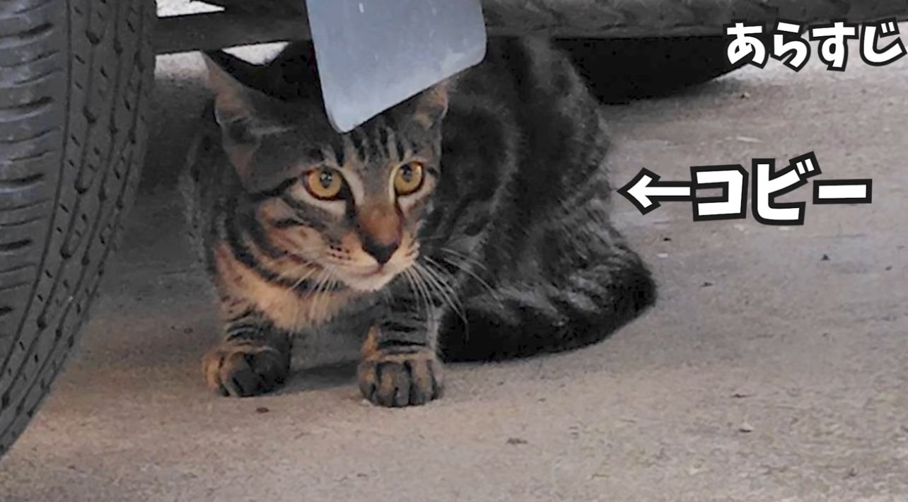 外にいる野良猫