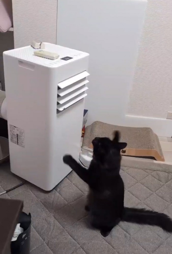 前足をバタバタ動かす猫